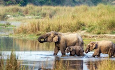 Kathmandu & Chitwan Tour